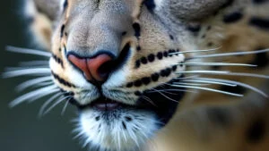 Structure and Sensitivity of Snow Leopard Whiskers